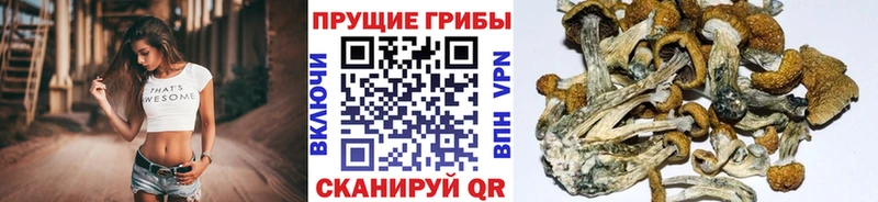 где купить   Белый  Псилоцибиновые грибы мухоморы 